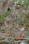 Draba verna Linnaeus