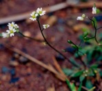 Draba verna Linnaeus