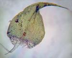 Drepanocladus aduncus (Hedw.) Warnst.