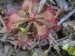 Drosera brevifolia Pursh