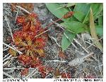 Drosera capillaris Poir.