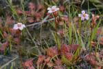 Drosera capillaris Poir.