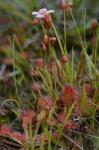 Drosera capillaris Poir.