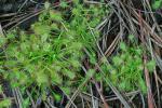 Drosera intermedia Hayne