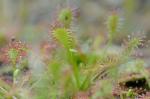 Drosera intermedia Hayne