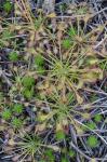 Drosera intermedia Hayne