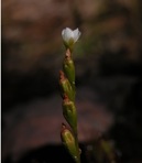 Drosera intermedia Hayne