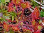 Drosera rotundifolia L.