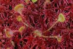 Drosera rotundifolia L.