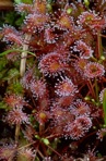 Drosera rotundifolia L.