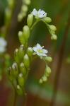 Drosera rotundifolia L.