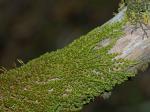 Drummondia prorepens (Hedw.) E. Britton