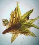 Drummondia prorepens (Hedw.) E. Britton