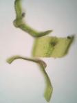Drummondia prorepens (Hedw.) E. Britton