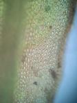Drummondia prorepens (Hedw.) E. Britton