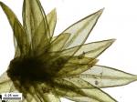 Drummondia prorepens (Hedw.) E. Britton