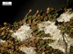 Drummondia prorepens (Hedw.) E. Britton