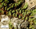 Drummondia prorepens (Hedw.) E. Britton