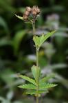 Drymocallis arguta (Pursh) Rydberg