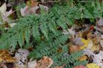 Dryopteris ×boottii (Tuckerman) Underwood