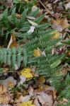 Dryopteris ×boottii (Tuckerman) Underwood