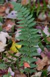 Dryopteris ×boottii (Tuckerman) Underwood