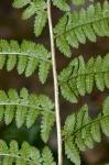 Dryopteris ×boottii (Tuckerman) Underwood