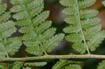 Dryopteris ×boottii (Tuckerman) Underwood