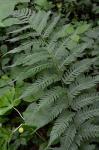 Dryopteris ×neowherryi W.H. Wagner
