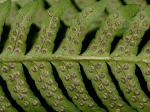 Dryopteris ×neowherryi W.H. Wagner