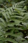 Dryopteris ×neowherryi W.H. Wagner