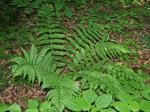 Dryopteris ×neowherryi W.H. Wagner