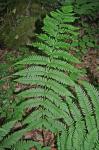 Dryopteris ×neowherryi W.H. Wagner