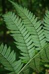 Dryopteris ×neowherryi W.H. Wagner