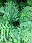Dryopteris ×triploidea Wherry