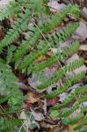 Dryopteris ×uliginosa (A. Braun ex Dowell) Druce
