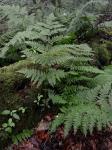 Dryopteris campyloptera (Kunze) Clarkson