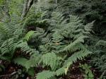 Dryopteris campyloptera (Kunze) Clarkson