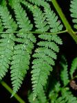 Dryopteris campyloptera (Kunze) Clarkson
