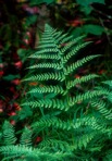 Dryopteris campyloptera (Kunze) Clarkson