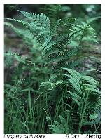 Dryopteris carthusiana (Vill.) H.P. Fuchs