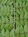 Dryopteris carthusiana (Vill.) H.P. Fuchs