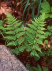 Dryopteris carthusiana (Vill.) H.P. Fuchs