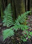 Dryopteris celsa (Wm. Palmer) Knowlt., Palmer & Pollard ex Small