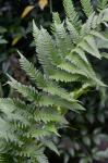 Dryopteris celsa (Wm. Palmer) Knowlt., Palmer & Pollard ex Small