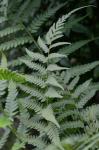 Dryopteris celsa (Wm. Palmer) Knowlt., Palmer & Pollard ex Small