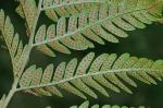 Dryopteris celsa (Wm. Palmer) Knowlt., Palmer & Pollard ex Small