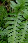 Dryopteris celsa (Wm. Palmer) Knowlt., Palmer & Pollard ex Small