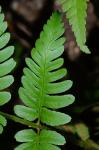 Dryopteris celsa (Wm. Palmer) Knowlt., Palmer & Pollard ex Small