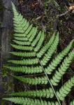Dryopteris celsa (Wm. Palmer) Knowlt., Palmer & Pollard ex Small